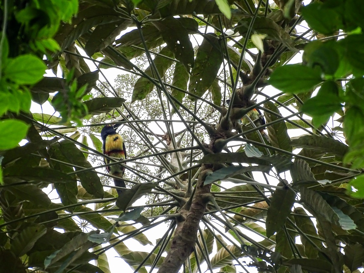 Collared Aracari - ML644116587