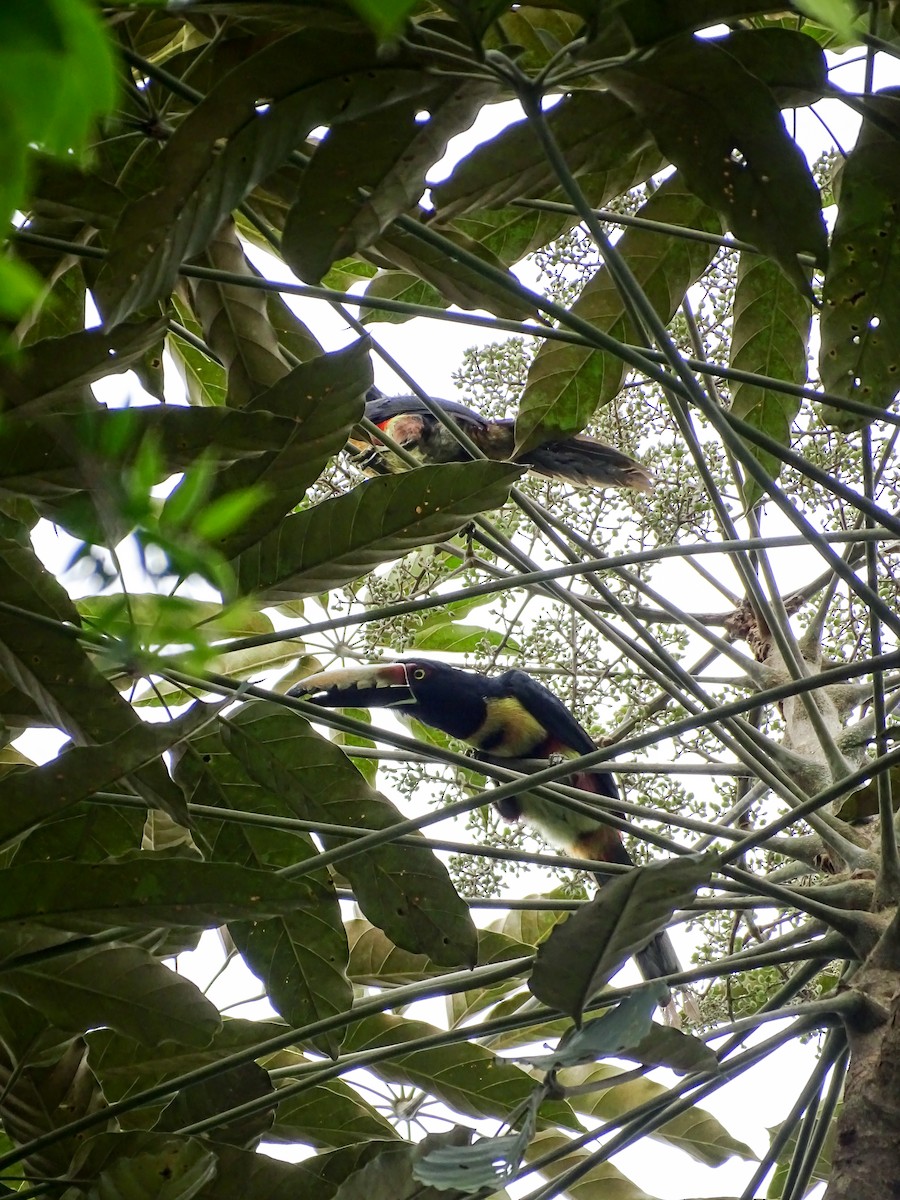 Collared Aracari - ML644116588