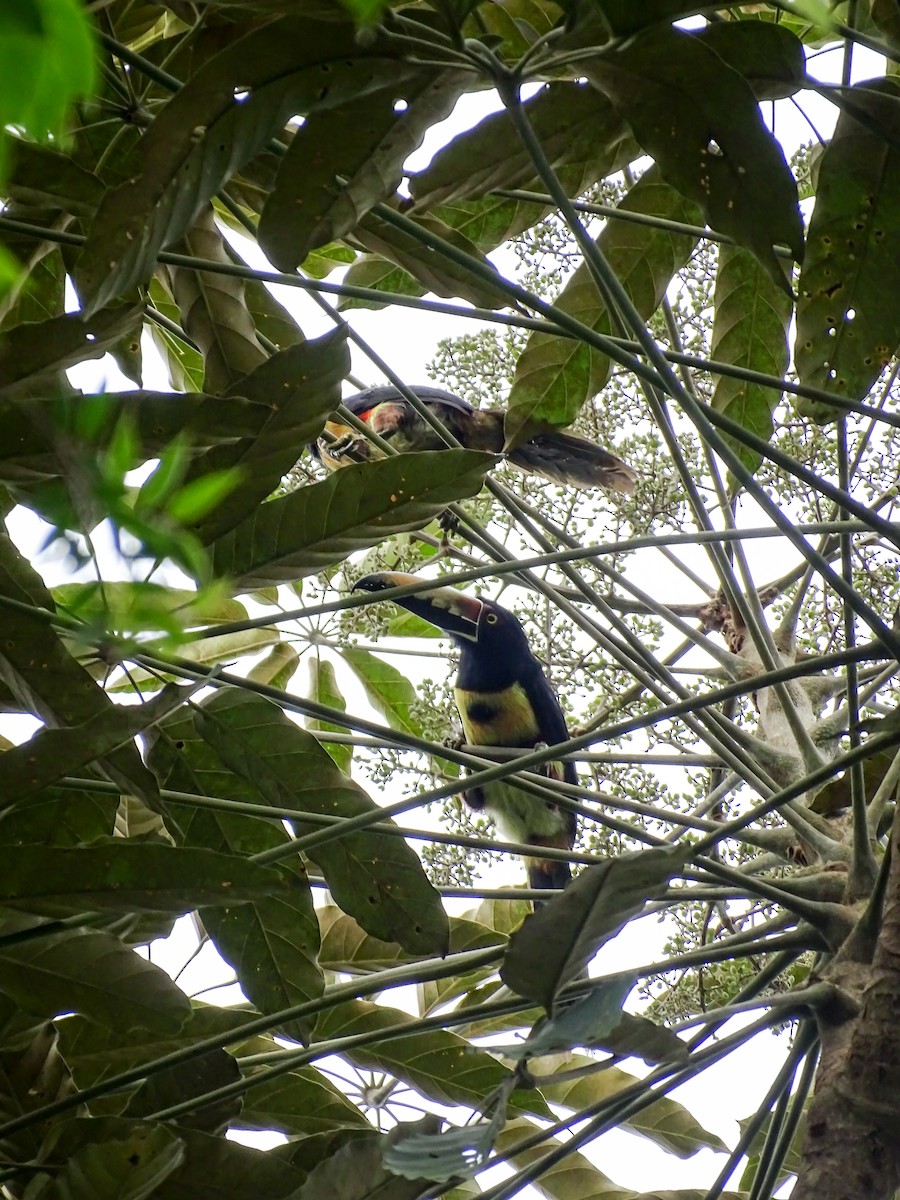 Collared Aracari - ML644116589