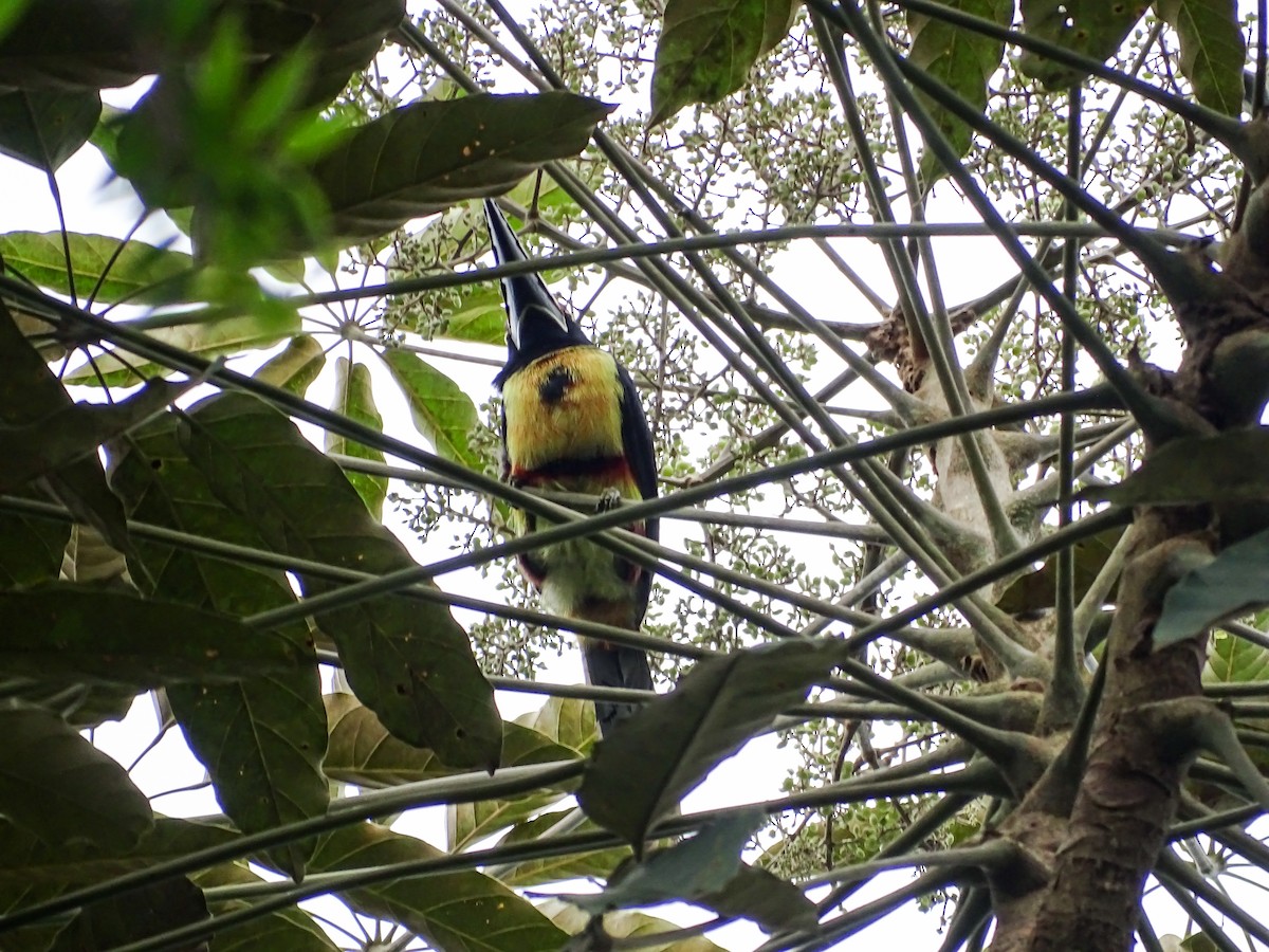 Collared Aracari - ML644116590