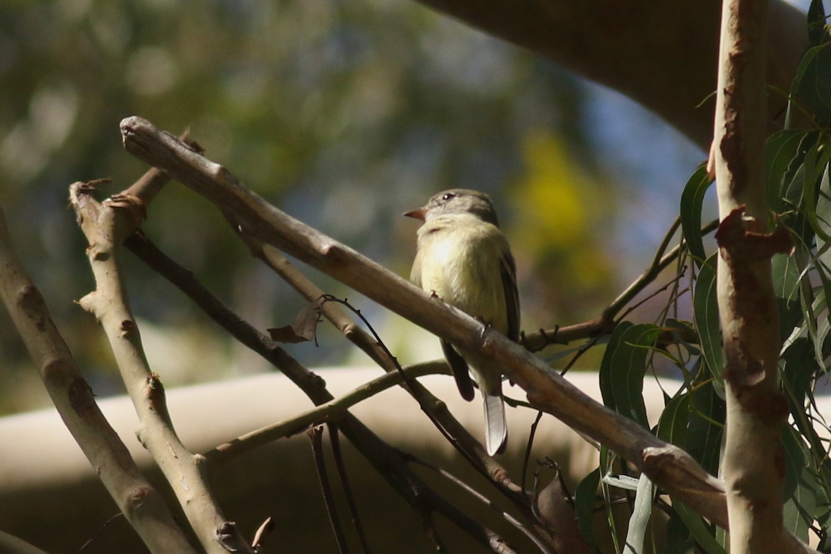 Hammond's Flycatcher - ML644116593