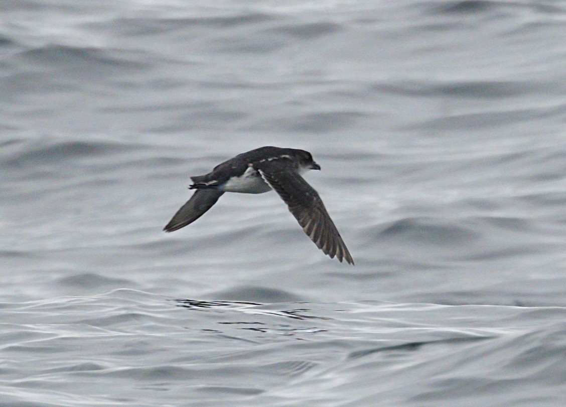 Common Diving-Petrel - ML644116594