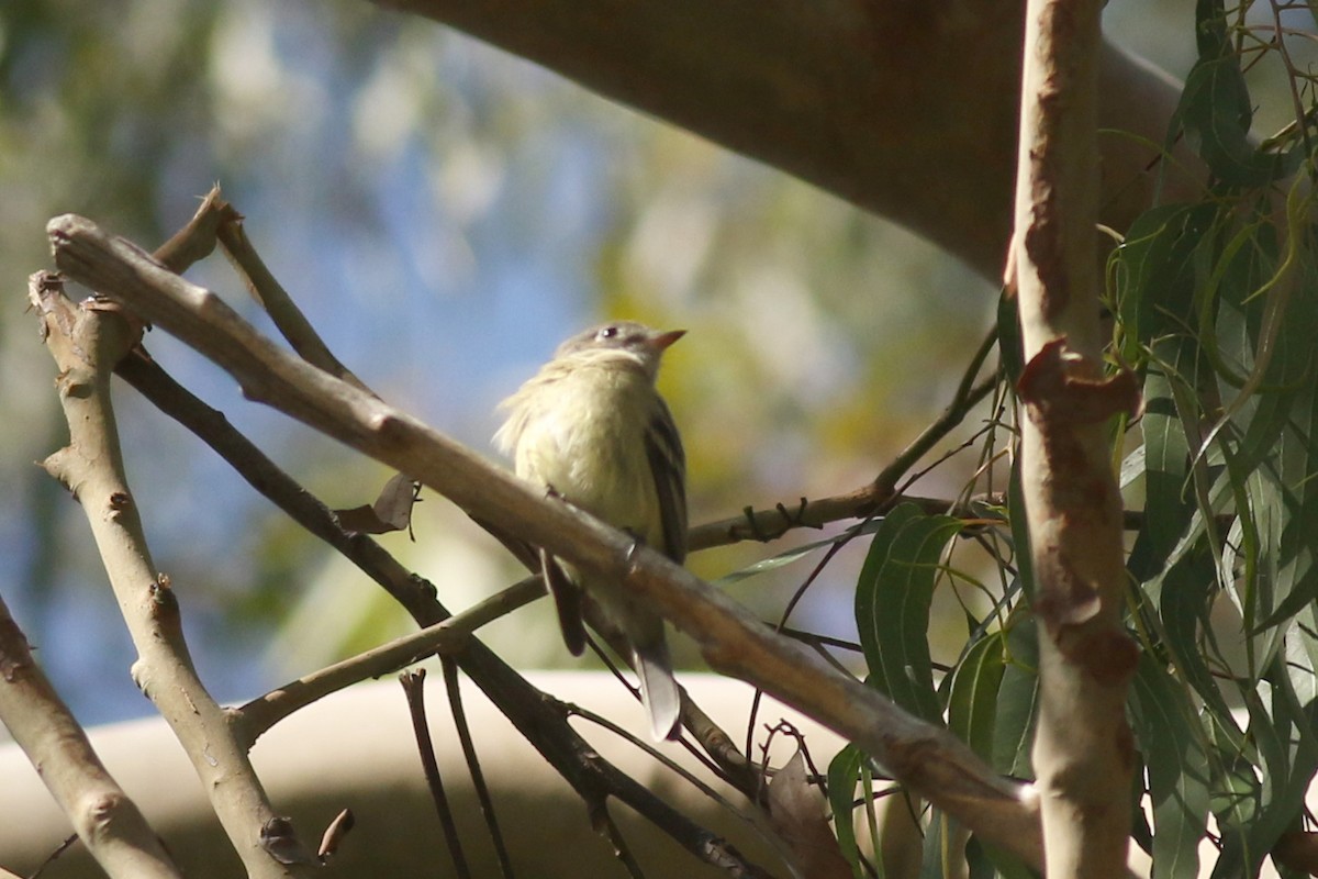 Hammond's Flycatcher - ML644116598