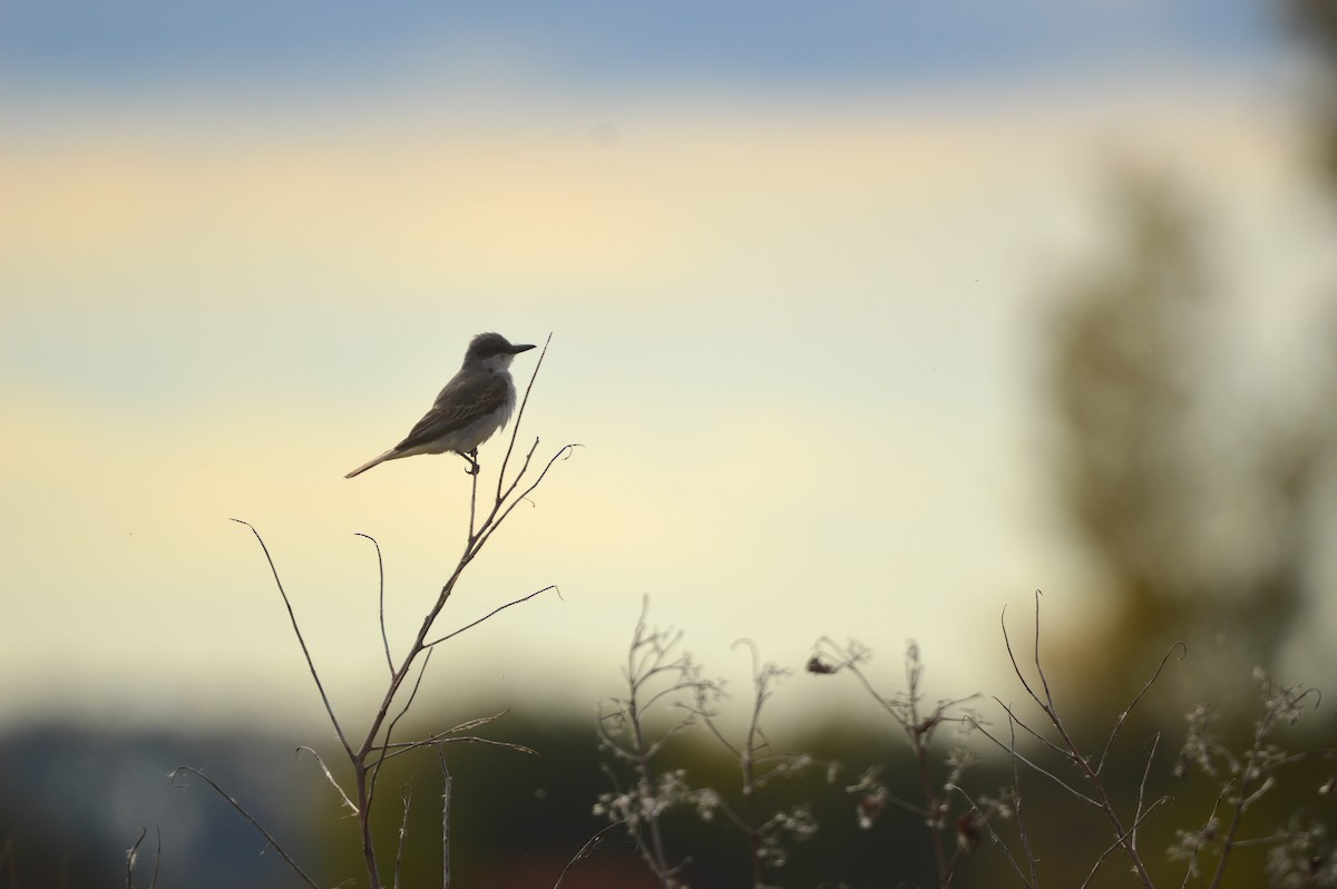 Gray Kingbird - ML644116608