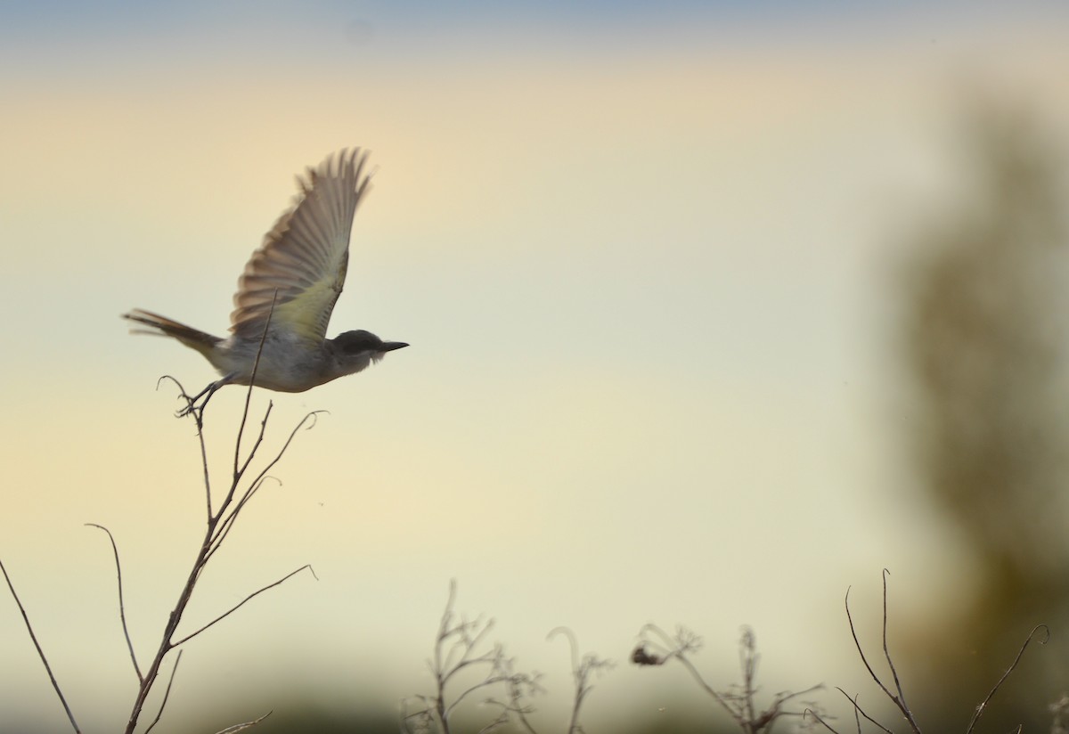 Gray Kingbird - ML644116609