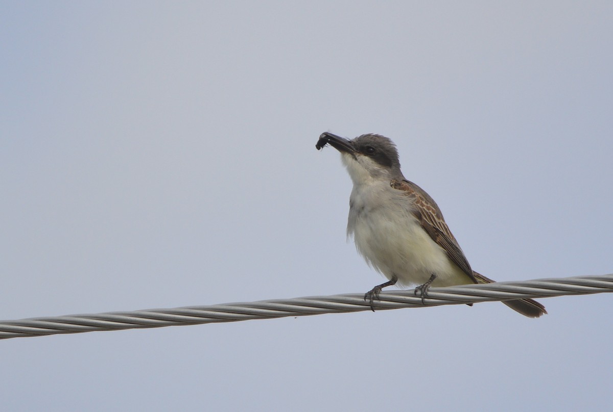 Gray Kingbird - ML644116610