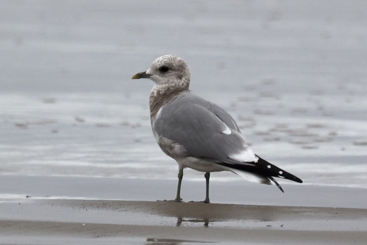 Short-billed Gull - ML644116611