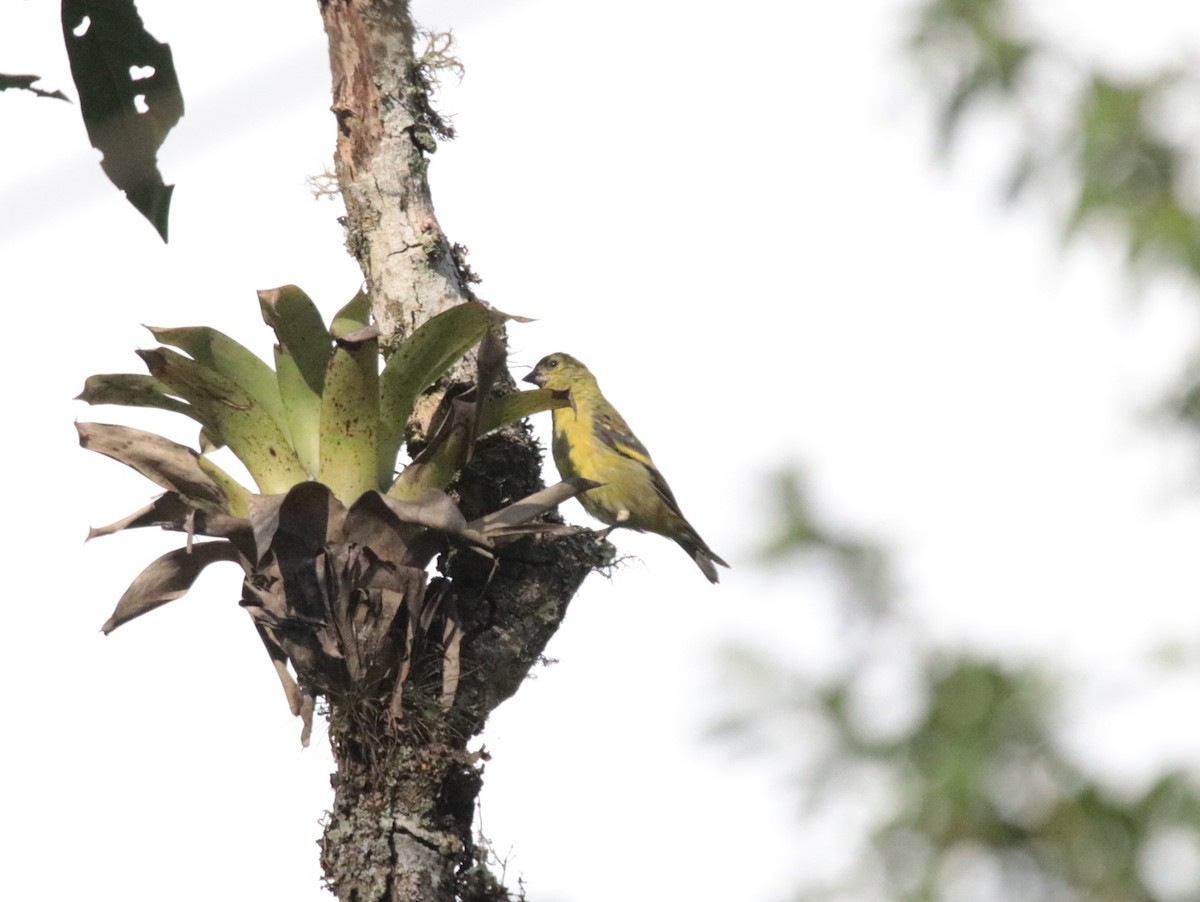 Hooded Siskin - ML644116612
