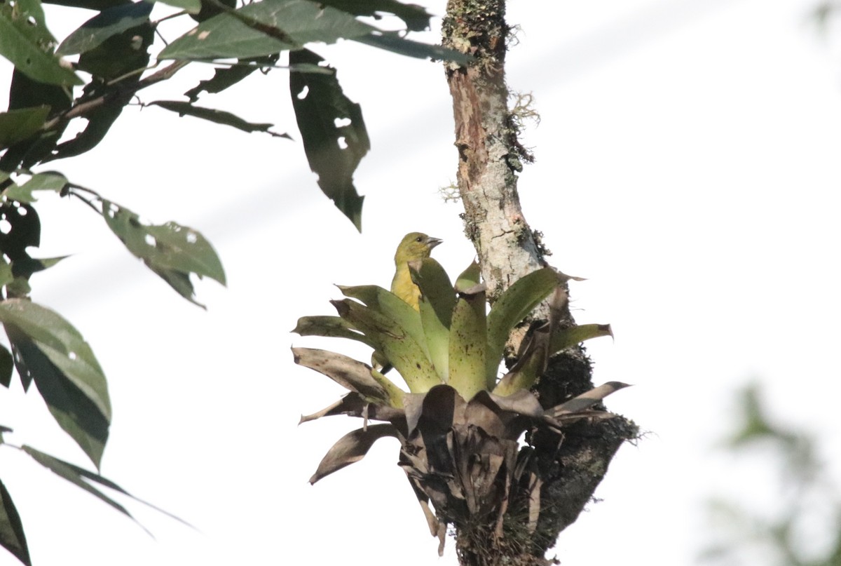 Hooded Siskin - ML644116613