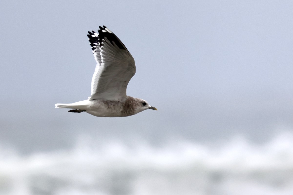 Short-billed Gull - ML644116614