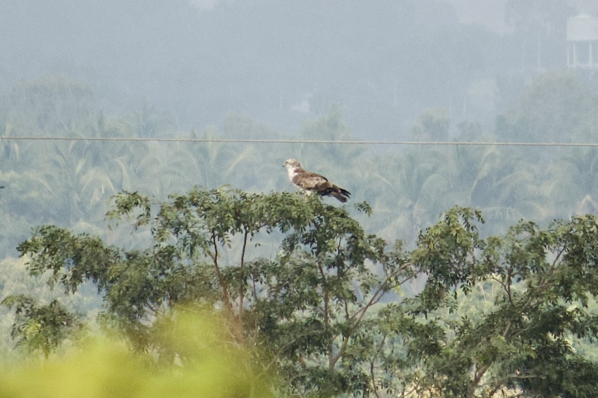 Short-toed Snake-Eagle - ML644116618