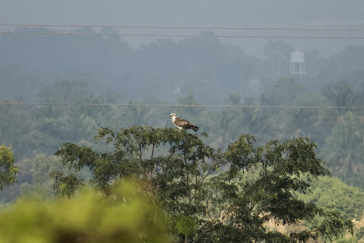Short-toed Snake-Eagle - ML644116619