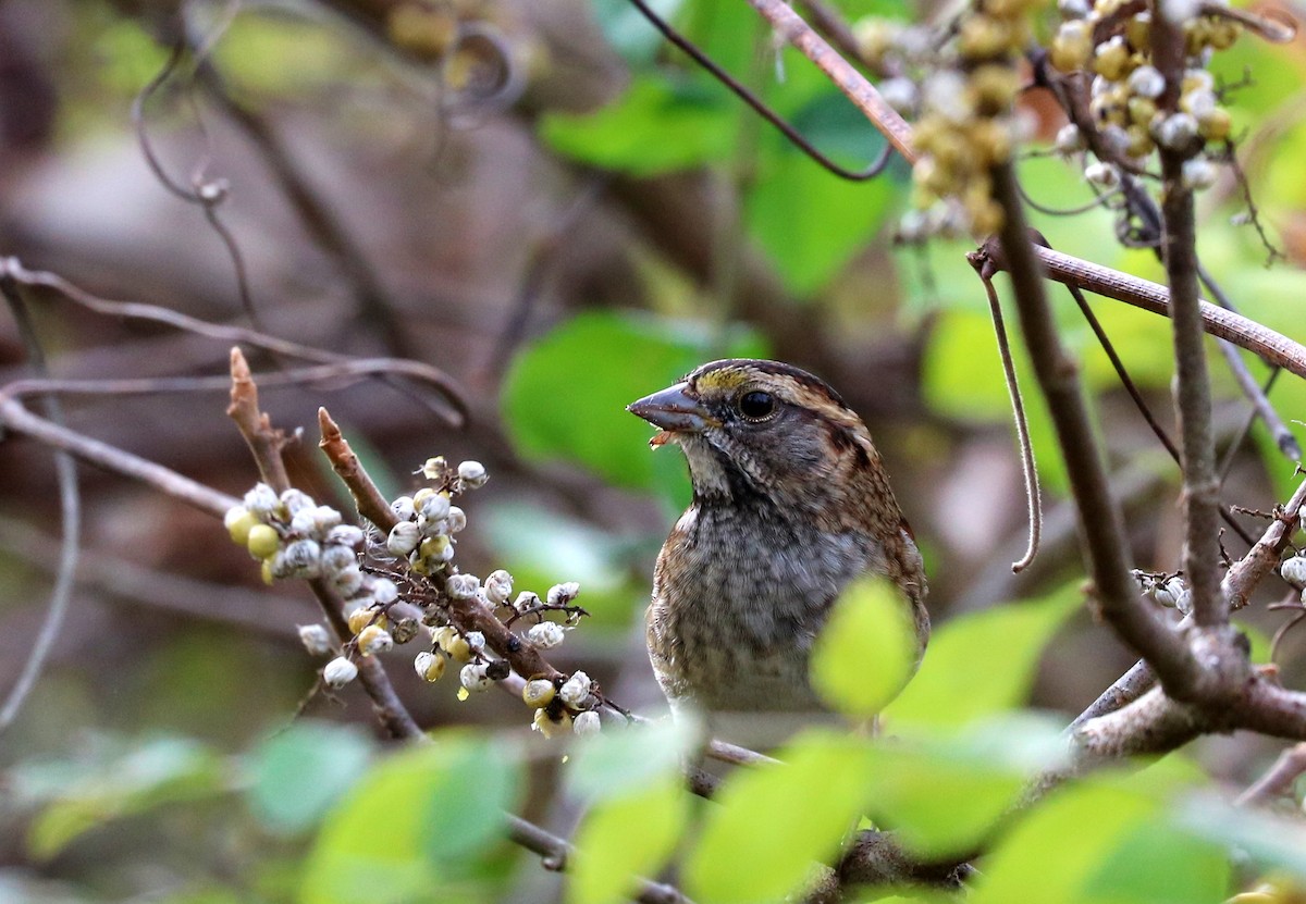 White-throated Sparrow - ML644116621