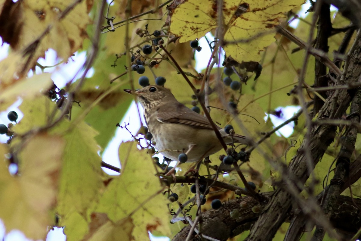 Hermit Thrush - ML644116622