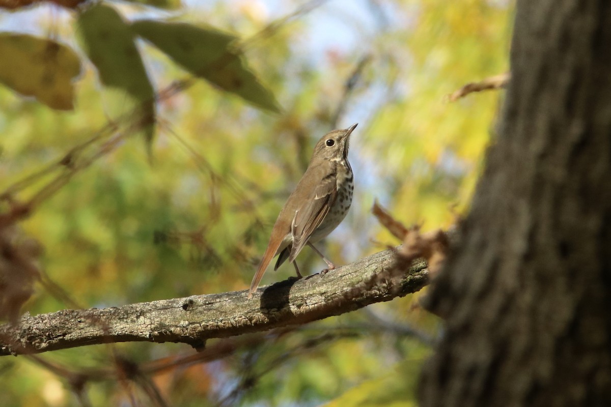 Hermit Thrush - ML644116623
