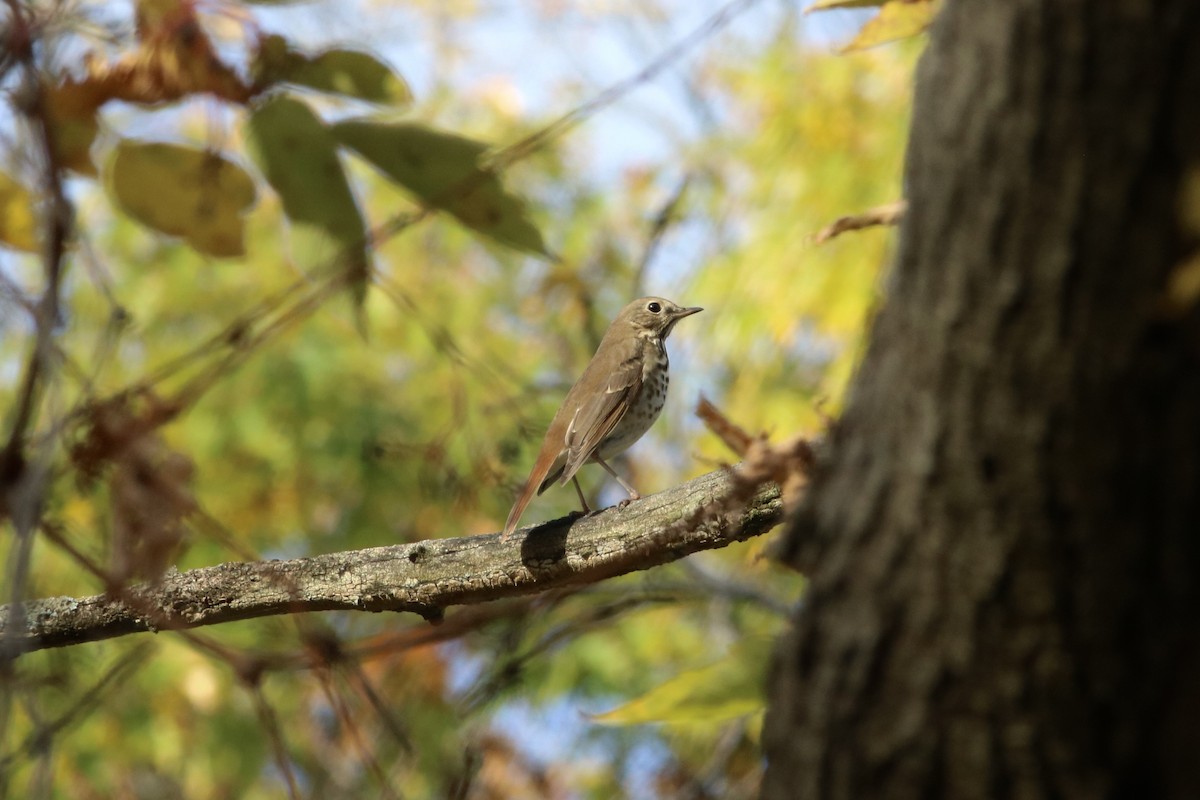 Hermit Thrush - ML644116624
