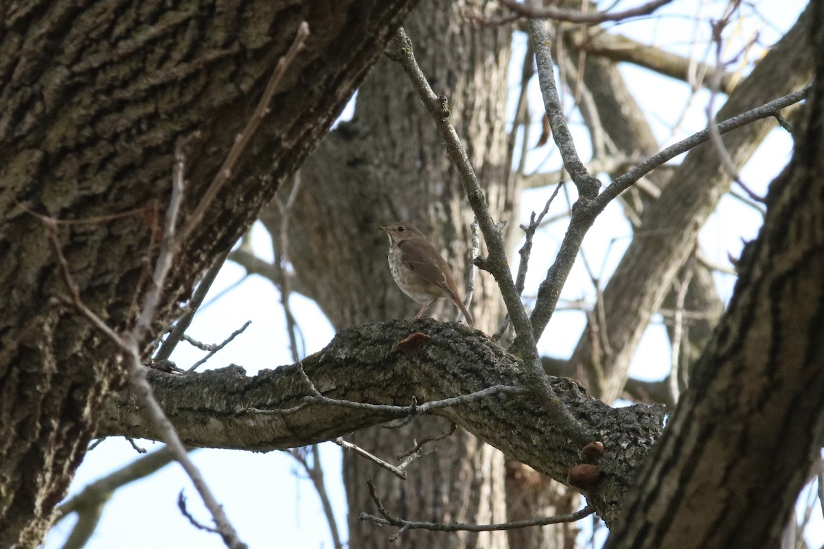 Hermit Thrush - ML644116625