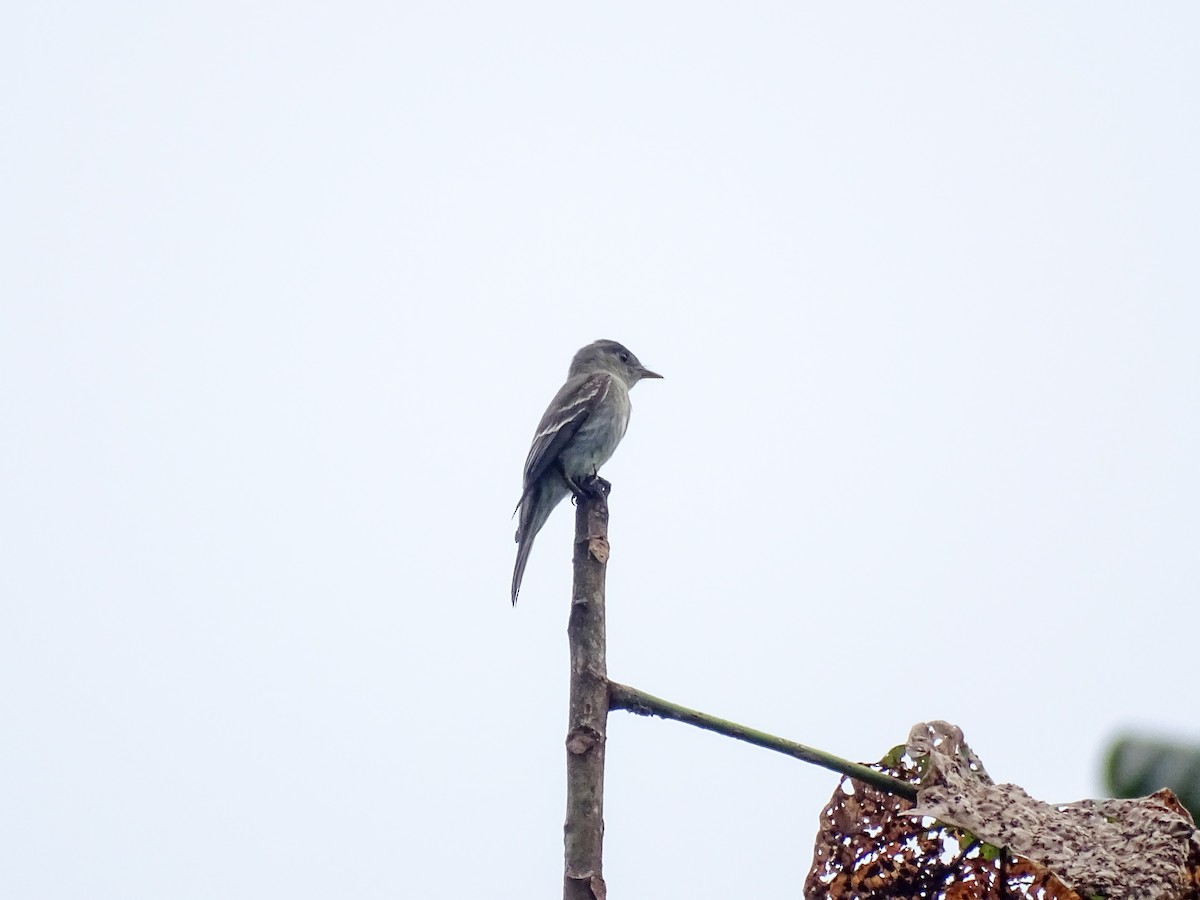 Eastern Wood-Pewee - ML644116626