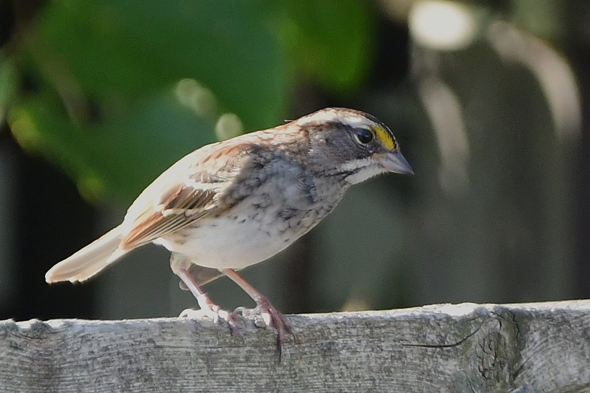 White-throated Sparrow - ML644116627