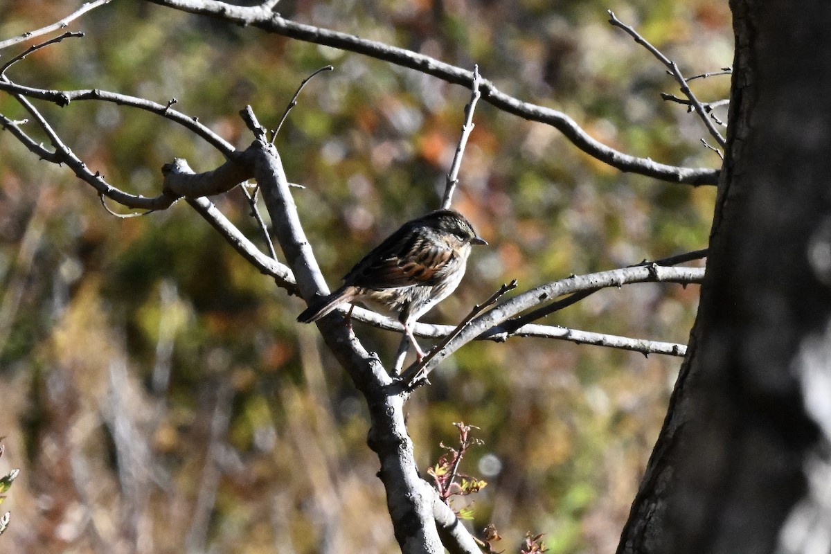 Swamp Sparrow - ML644116628