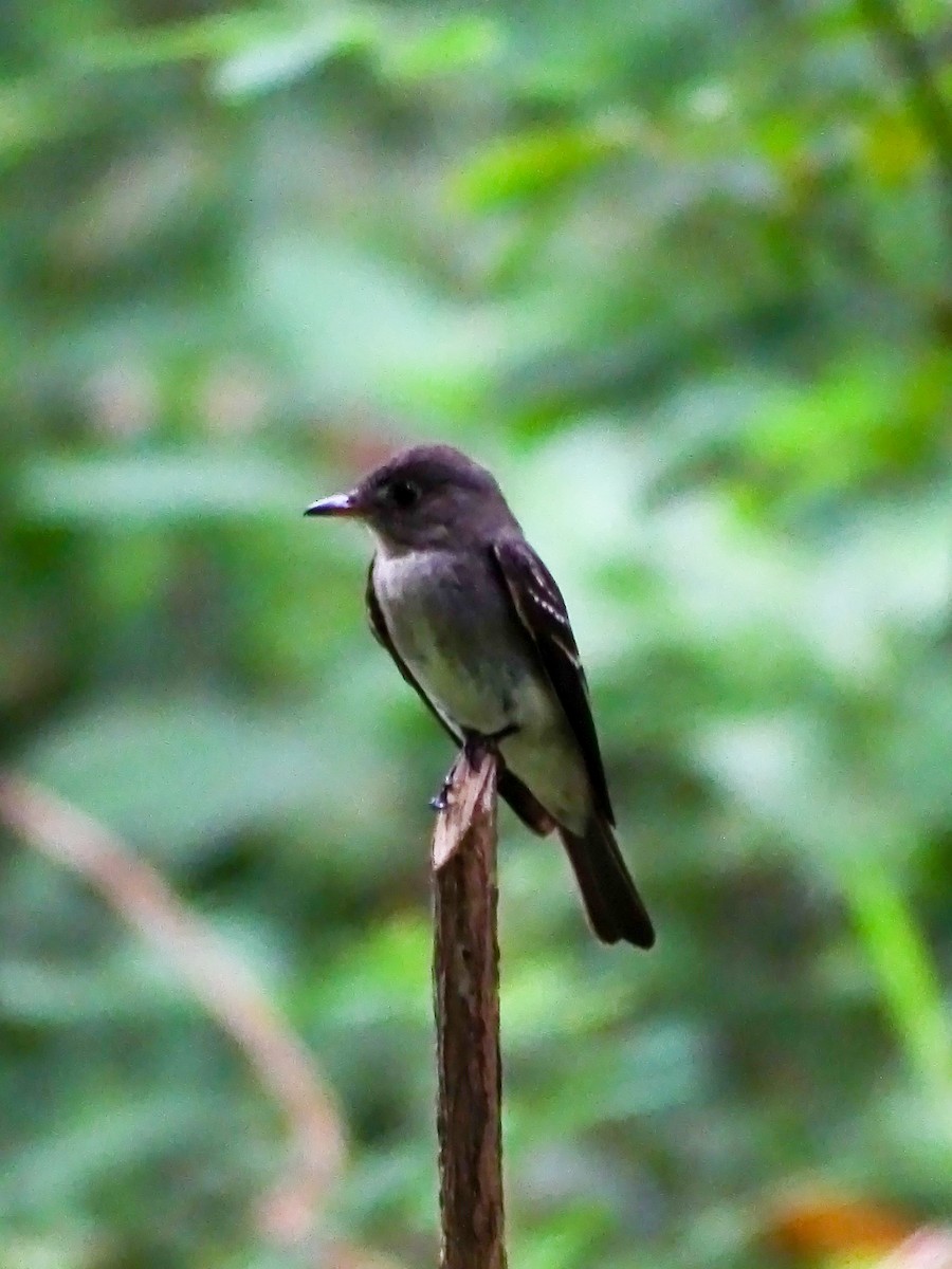 Eastern Wood-Pewee - ML644116631