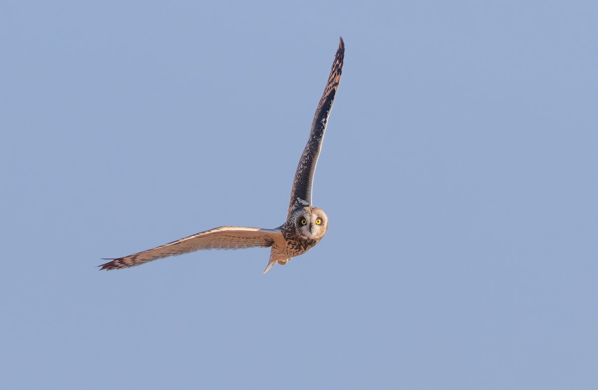 Búho Campestre (Norteño) - ML644116644