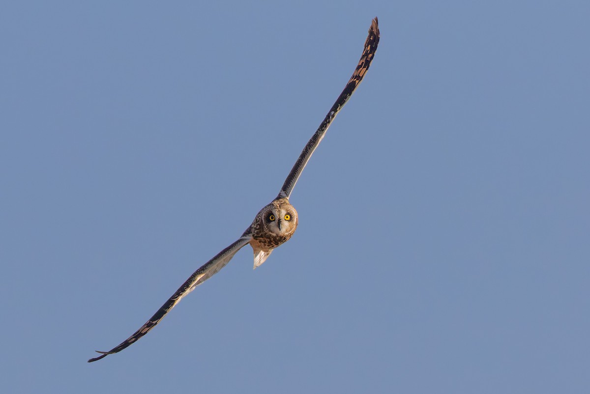 Búho Campestre (Norteño) - ML644116650