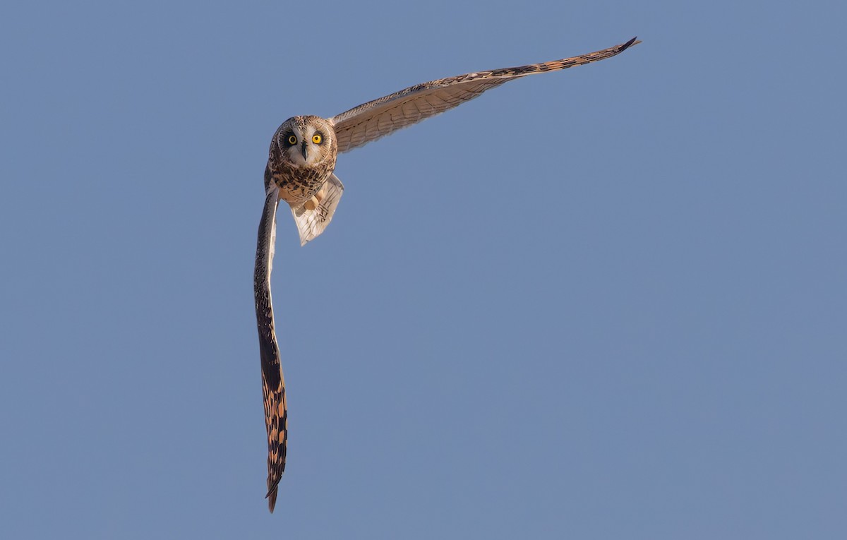 Búho Campestre (Norteño) - ML644116652