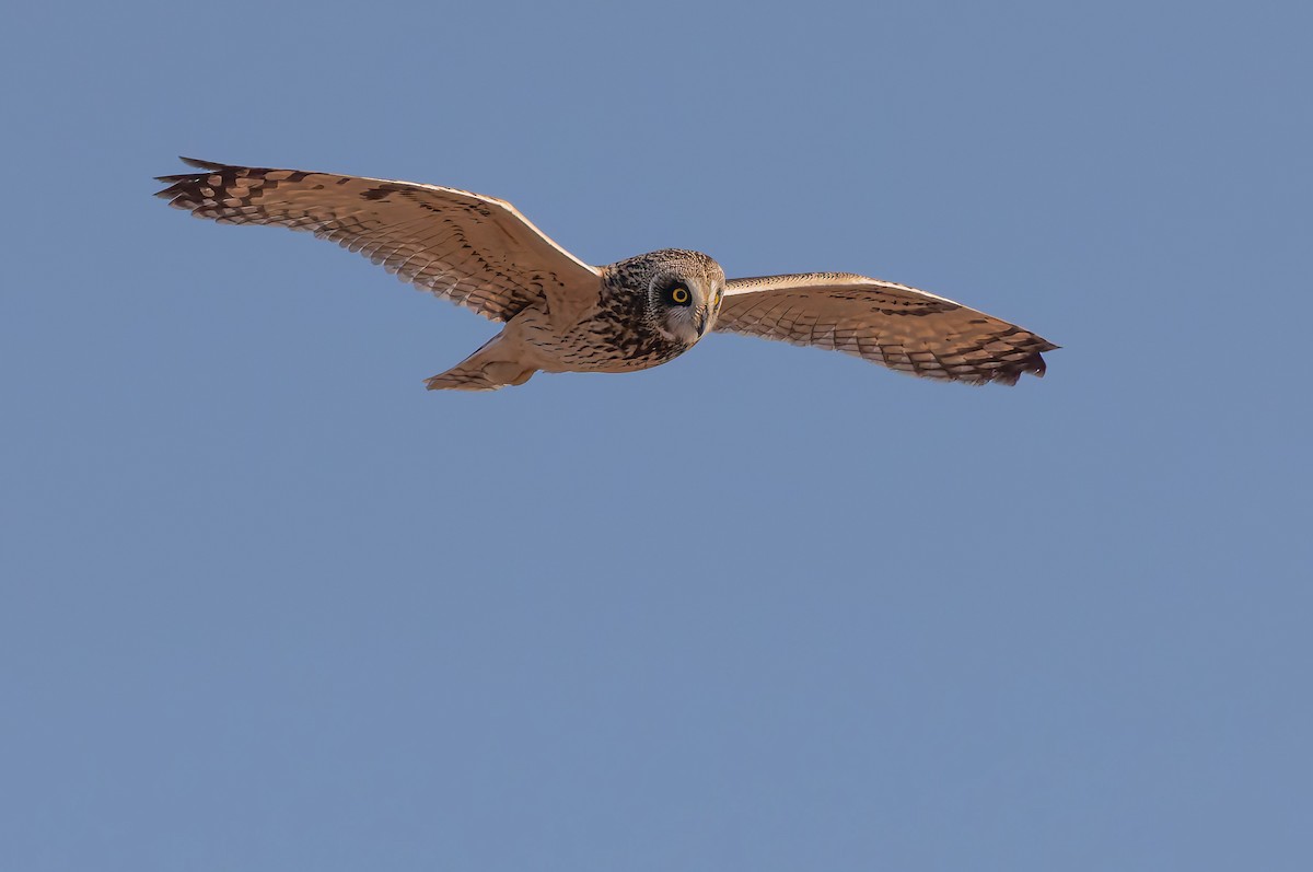 Búho Campestre (Norteño) - ML644116656
