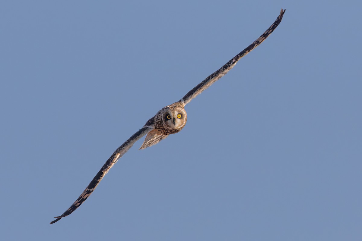Búho Campestre (Norteño) - ML644116661
