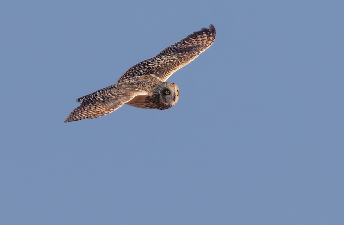 Búho Campestre (Norteño) - ML644116663