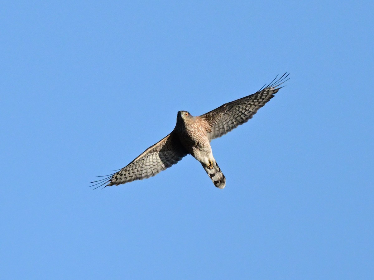 jestřáb americký - ML644116671