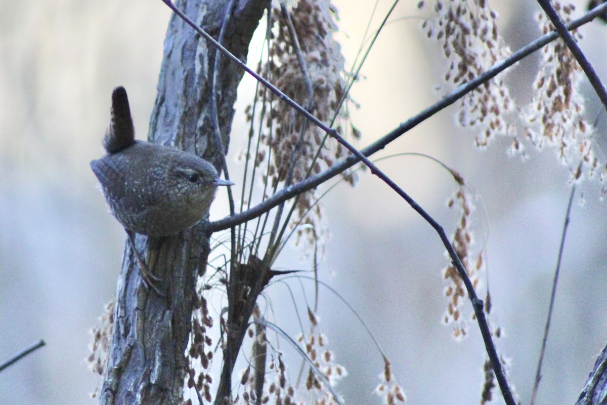 Winter Wren - ML644116672