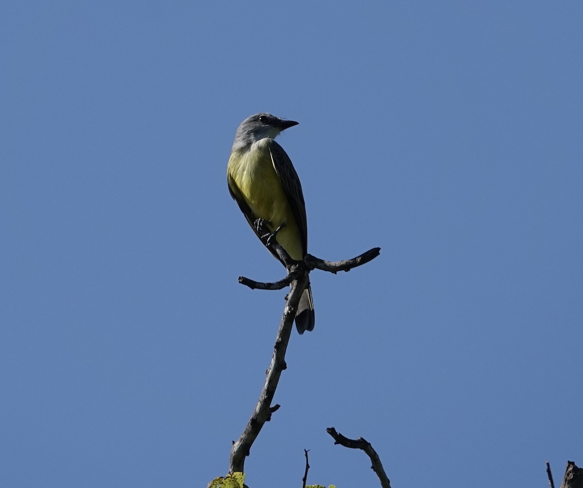Tropical Kingbird - ML644116677