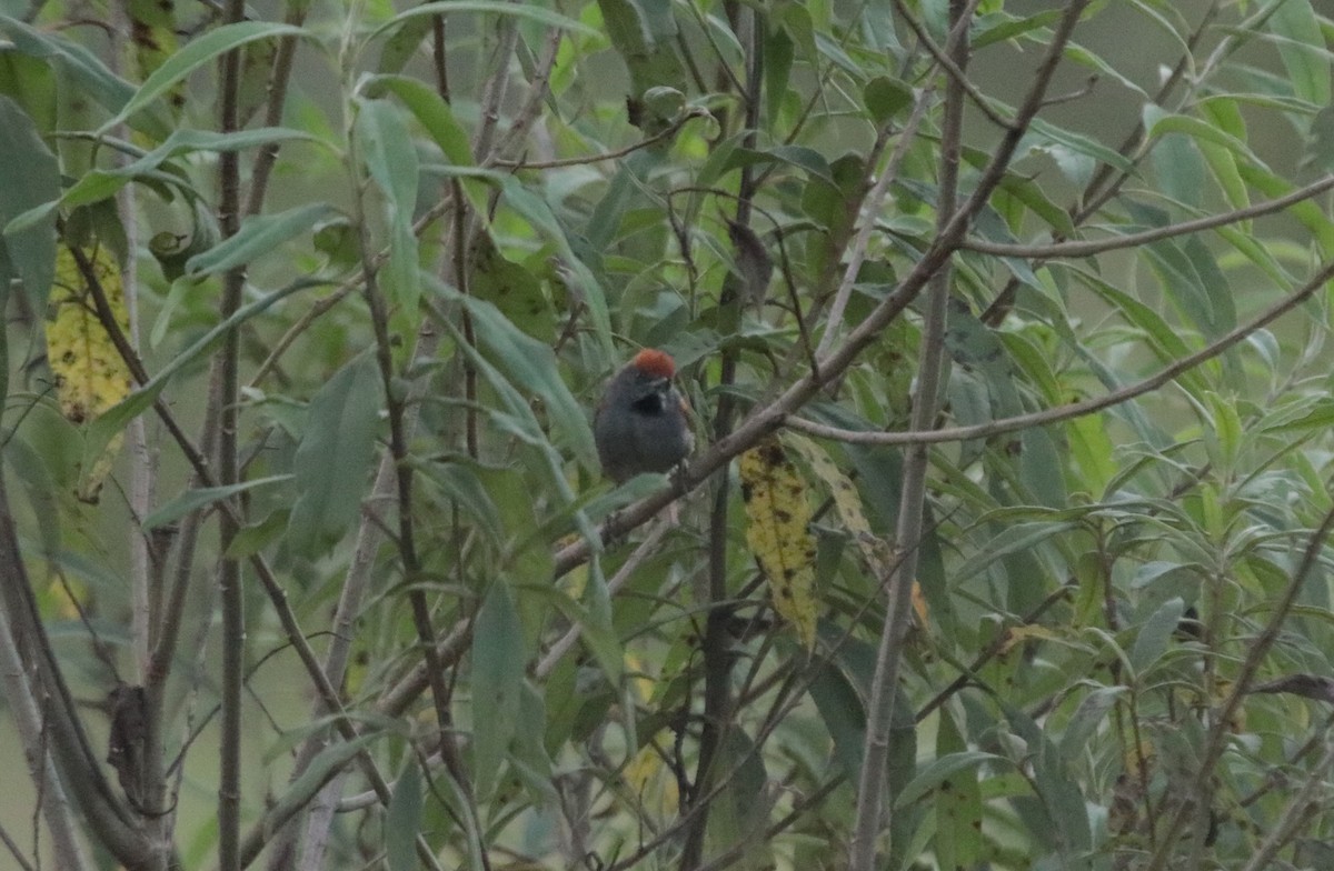 Spix's Spinetail - ML644116678