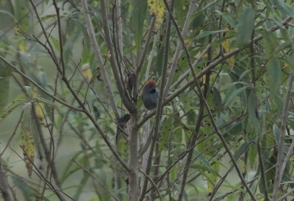 Spix's Spinetail - ML644116679