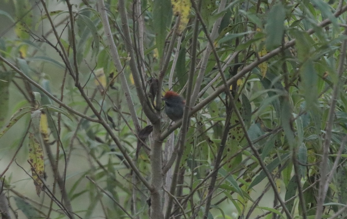 Spix's Spinetail - ML644116680