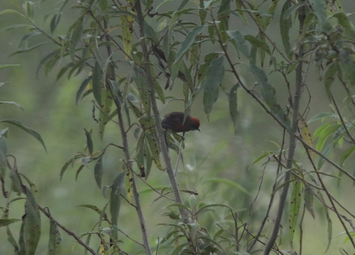 Spix's Spinetail - ML644116681