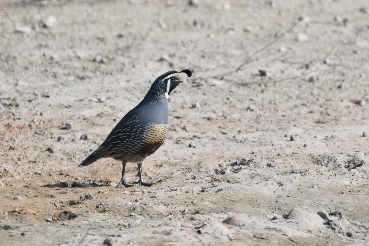 Galeper kaliforniarra - ML644116685