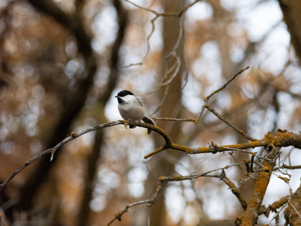 Black-capped Chickadee - ML644116697