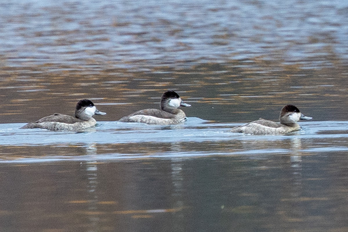 Ruddy Duck - ML644116700