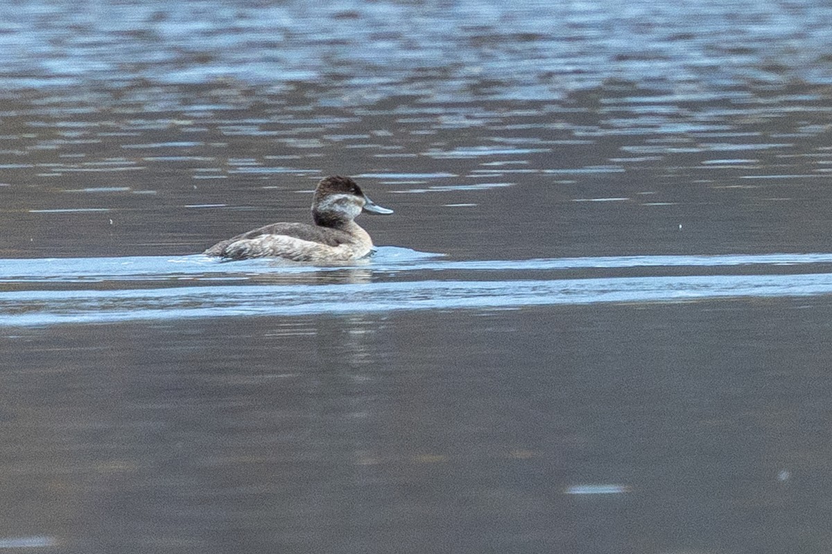 Ruddy Duck - ML644116701