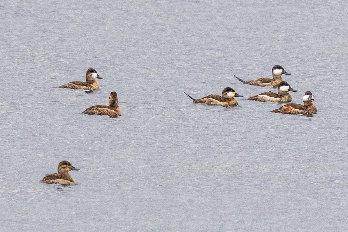Ruddy Duck - ML644116702