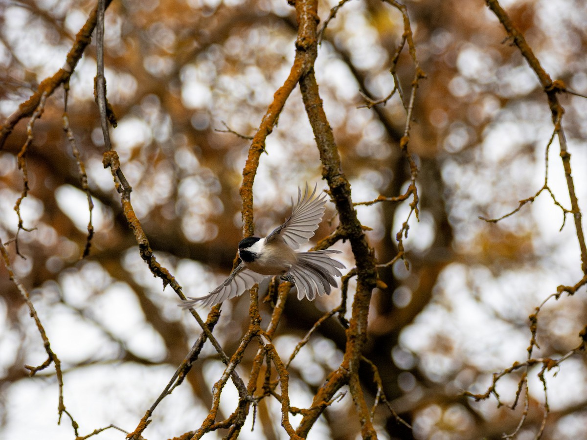 Black-capped Chickadee - ML644116713
