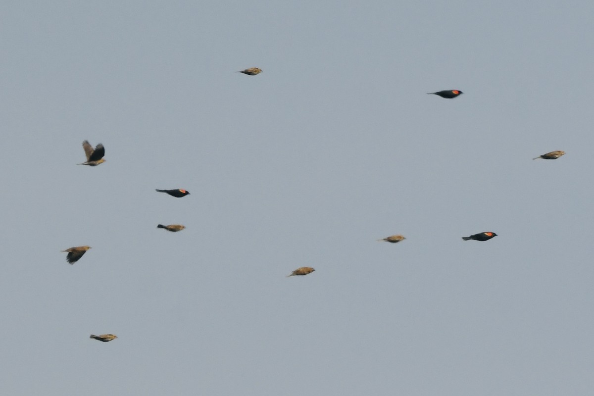 Red-winged Blackbird - ML644116719