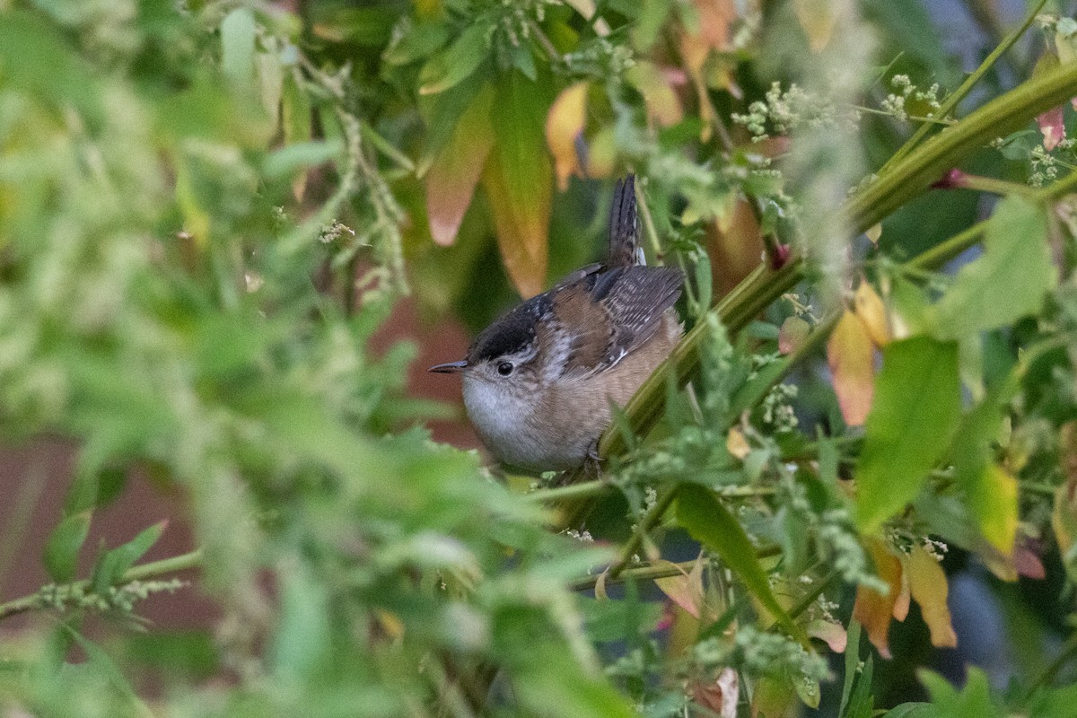 Marsh Wren - ML644116723