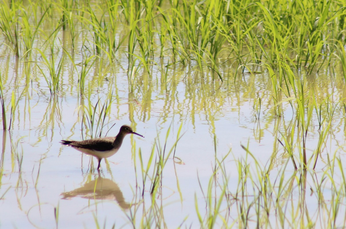 Solitary Sandpiper - ML644116728