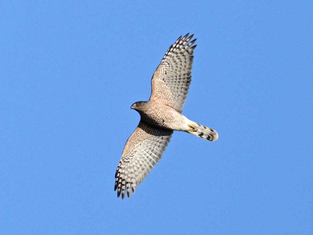 jestřáb americký - ML644116729