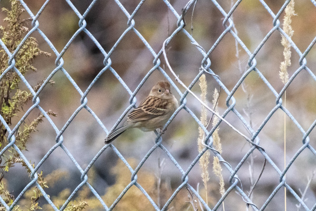 Field Sparrow - ML644116730