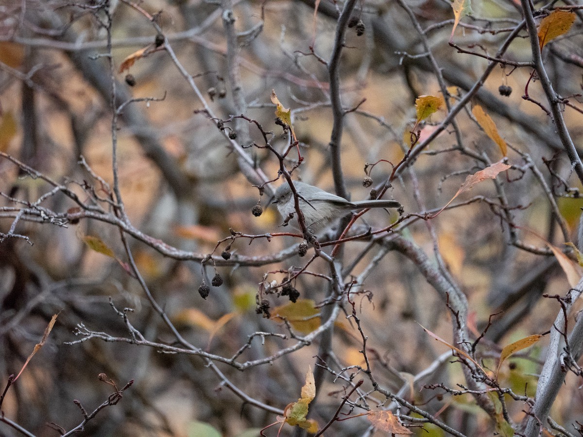Bushtit - ML644116731